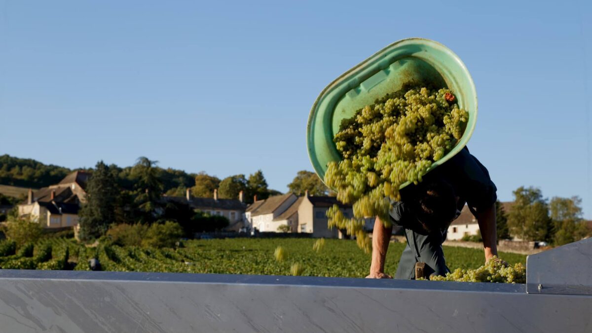 Domaine de l’Évêché Cote Chalonnaise Clos De L Eveche Chardonnay 2022 (6 Bottles) France - Image 2