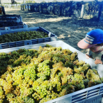 Mount Edward Gamay 2022 (12 Bottles) Central Otago - Image 2