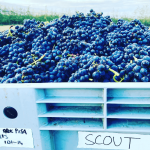 Mount Edward Gamay 2022 (12 Bottles) Central Otago - Image 3