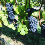 Mount Edward Gamay 2022 (12 Bottles) Central Otago - Image 4