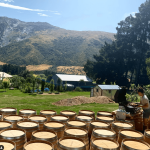 Mount Edward Gamay 2022 (12 Bottles) Central Otago - Image 5