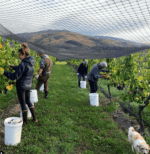 Mount Edward Gamay 2022 (12 Bottles) Central Otago - Image 6