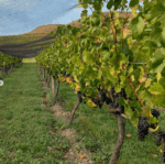 Mount Edward Gamay 2022 (12 Bottles) Central Otago - Image 7