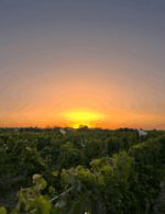 Chateau Corbin Montagne Saint Emilion 2018 (6 Bottles) France - Image 4