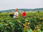 Pierres's French Sommerlier Wine Club - Image 3