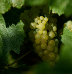 Deep Woods Reserve Chardonnay 2023 (6 Bottles) Margaret River - Image 6
