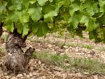 Dominique Roger "Domaine Du Carrou" Blanc 2021 (12 Bottles) Sancerre, France - Image 3