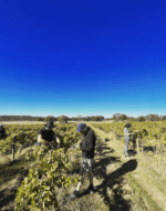 M. Chapoutier Tournon Landsborough Vineyard Viognier 2019 (6 Bottles) Pyrenees, Vic - Image 3