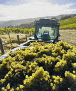M. Chapoutier Tournon Landsborough Vineyard Viognier 2019 (6 Bottles) Pyrenees, Vic - Image 4