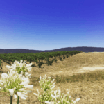 M. Chapoutier Tournon Landsborough Vineyard Viognier 2019 (6 Bottles) Pyrenees, Vic - Image 5
