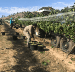 M. Chapoutier Tournon Landsborough Vineyard Viognier 2019 (6 Bottles) Pyrenees, Vic - Image 7