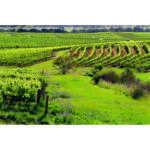 Leasingham Single Vineyard Provis Vineyard Shiraz 2016 (6 Bottles) Clare Valley - Image 5