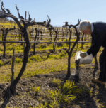 Pepper Tree ‘Pump Shed’ Single Vineyard Chardonnay 2022 (6 Bottles) Hunter Valley - Image 2