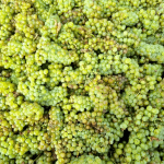 Pepper Tree ‘Pump Shed’ Single Vineyard Chardonnay 2022 (6 Bottles) Hunter Valley - Image 5