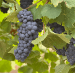 Di Giorgio Lucindale Shiraz 2021 (6 Bottles) Coonawarra - Image 6