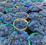Di Giorgio Lucindale Shiraz 2021 (6 Bottles) Coonawarra - Image 7