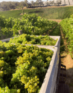 Longview Queenie Pinot Grigio 2023 (6 Bottles) Adelaide Hills - Image 6