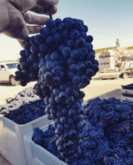 Sentio Beechworth Nebbiolo 2021 (12 Bottles) King Valley, Victoria - Image 5