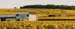 Domaine Daniel Dampt et Fils Petit Chablis 2022 (6 Bottles) France - Image 2