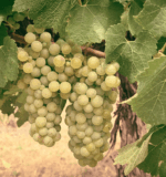 Brand & Sons Yates Chardonnay 2022 (6 Bottles) Coonawarra - Image 6