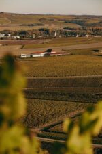 Domaine Daniel Dampt et Fils Petit Chablis 2022 (6 Bottles) France - Image 5