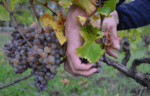 Château de Cérons Vin Orange 2020 (6 Bottles) Bordeaux - Image 3