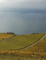 Château de Cérons Vin Orange 2020 (6 Bottles) Bordeaux - Image 5
