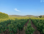 Domaine Rois Mages Clos du Moulin à Vent Blanc 2018 (6 Bottles) Rully, Burgundy - Image 2