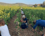Domaine Rois Mages Clos du Moulin à Vent Blanc 2018 (6 Bottles) Rully, Burgundy - Image 5
