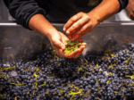 Radio Coteau Dusty Lane Syrah 2016 (6 Bottles) Sonoma Coast, California - Image 3