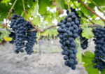 Radio Coteau Dusty Lane Syrah 2016 (6 Bottles) Sonoma Coast, California - Image 4