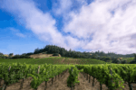 Radio Coteau Dusty Lane Syrah 2016 (6 Bottles) Sonoma Coast, California - Image 5