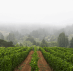 Radio Coteau Dusty Lane Syrah 2016 (6 Bottles) Sonoma Coast, California - Image 7