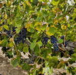 Gatt Wines Accent Sangiovese 2017 (6 Bottles) Barossa Valley - Image 3