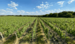 Domaine Sauveroy Cuvée Ose Iris Anjou Rouge 2020 (12 Bottles) France - Image 2