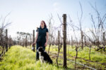 Houghton Premium Semillon Sauvignon Blanc 2022(12 Bottles) Frankland River - Image 9