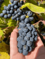 Northern Hope Pyrenees Syrah 2021 (6 Bottles) Macedon Ranges, Victoria - Image 2