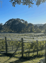 Northern Hope Pyrenees Syrah 2021 (6 Bottles) Macedon Ranges, Victoria - Image 3
