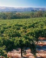 Hardy Nottage Hill Cabernet Shiraz 2020 (12 Bottles) - Image 4