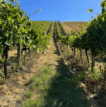 Clyde Park Estate Chardonnay 2023 (12 Bottles) Victoria - Image 6