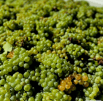 Clyde Park Estate Chardonnay 2023 (12 Bottles) Victoria - Image 5