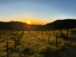 Sky Half’N Zinfandel Syrah 2017 (6 Bottles) Napa and Sonoma Valleys, California - Image 2