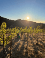 Sky Half’N Zinfandel Syrah 2017 (6 Bottles) Napa and Sonoma Valleys, California - Image 3