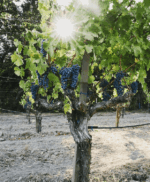 Ashes & Diamonds Napa Valley Cabernet Franc No.4 2017 (6 Bottles) Napa Valley - Image 3