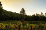 Ashes & Diamonds Napa Valley Cabernet Franc No.4 2017 (6 Bottles) Napa Valley - Image 4