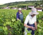 Henri Prudhon Saint-Aubin Rouge 1er Cru Sur le Sentier du Clou Vieilles Vignes 2021 (6 Bottles) France - Image 3