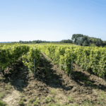 Les Quatre Piliers Grande Cuvée Au dessus de Vitré Cabernet Franc 2020 (6 Bottles) Loire Valley - Image 4