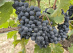 Corzano e Paterno Il Corzanello Toscana Rosso 2022 (6 Bottles) Chianti, Italy - Image 3