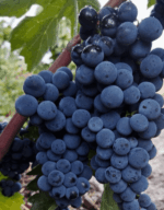 Terroir al Límit Priorat Terra de Cuques Negre 2021 (6 Bottles) Priorat, Spain - Image 3