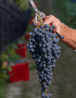 Massolino Langhe Riesling 2022 (6 Bottles) Italy - Image 3